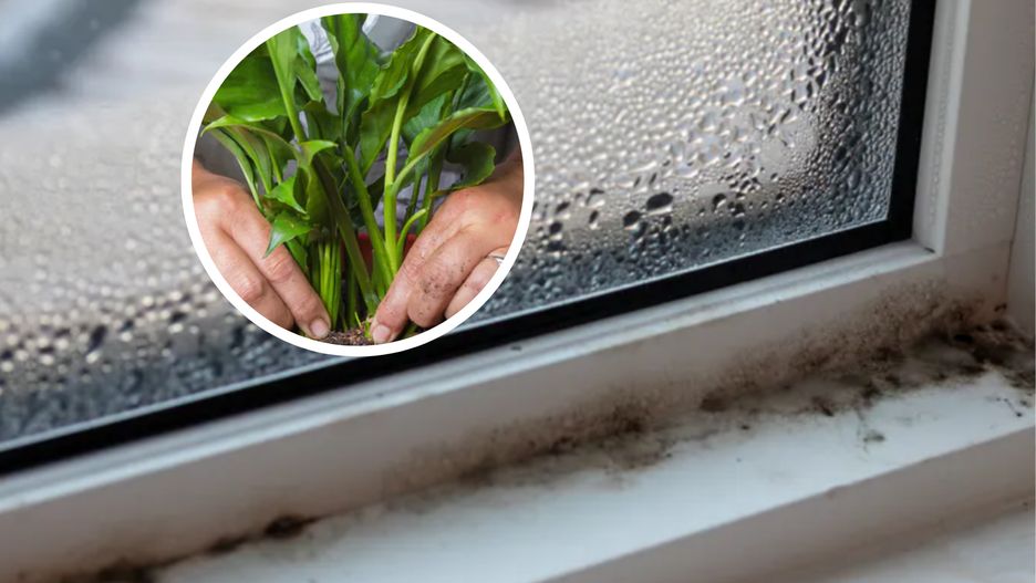 Skrzydłokwiat pochłania wilgoć