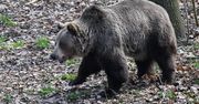 Kolejny atak niedźwiedzia. Rolnicy uciekli do auta