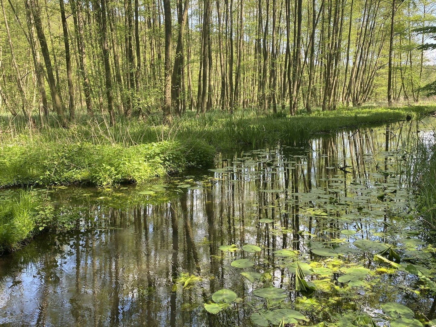 Nadleśnictwo mówi o tym, co zrobić gdy podczas spacerów spotkamy w lesie młode zwierzęta