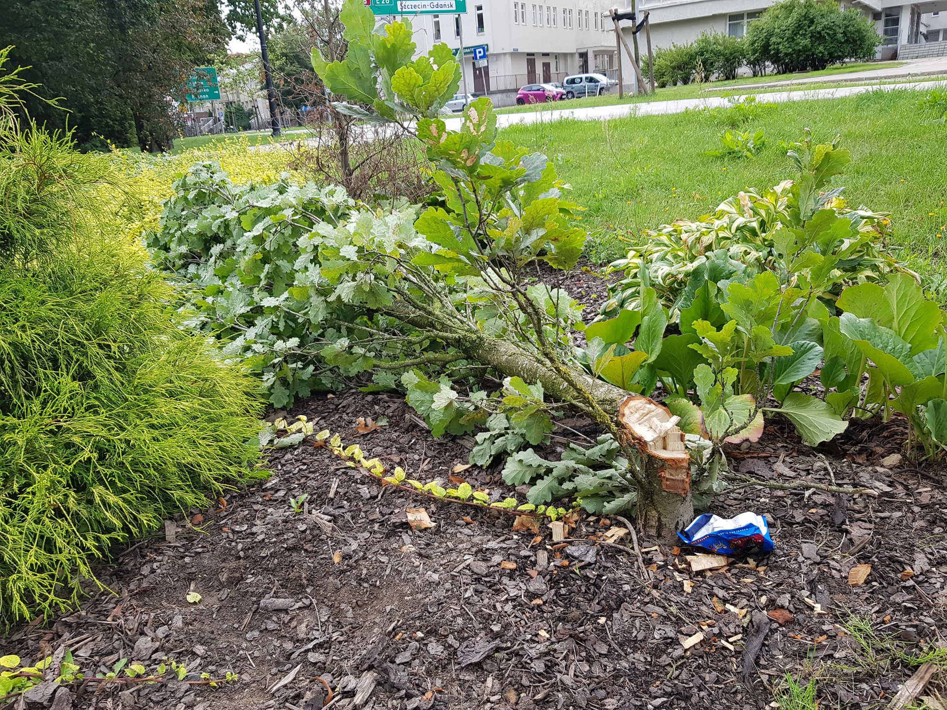 Słupsk. Ścięte dęby poświęcone Marii i Lechowi Kaczyńskim