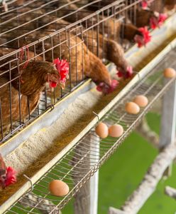 Podlasie. Mieszkańcy walczą z budową fermy kur. „Nie chcemy smrodu”