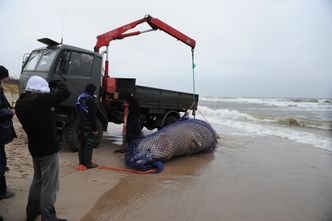 Martwy wieloryb pozostanie na plaży do poniedziałku