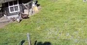 Zwierzęta gospodarskie ratują kurczaka przed jastrzębiem. Zaskakujące nagranie z Holandii