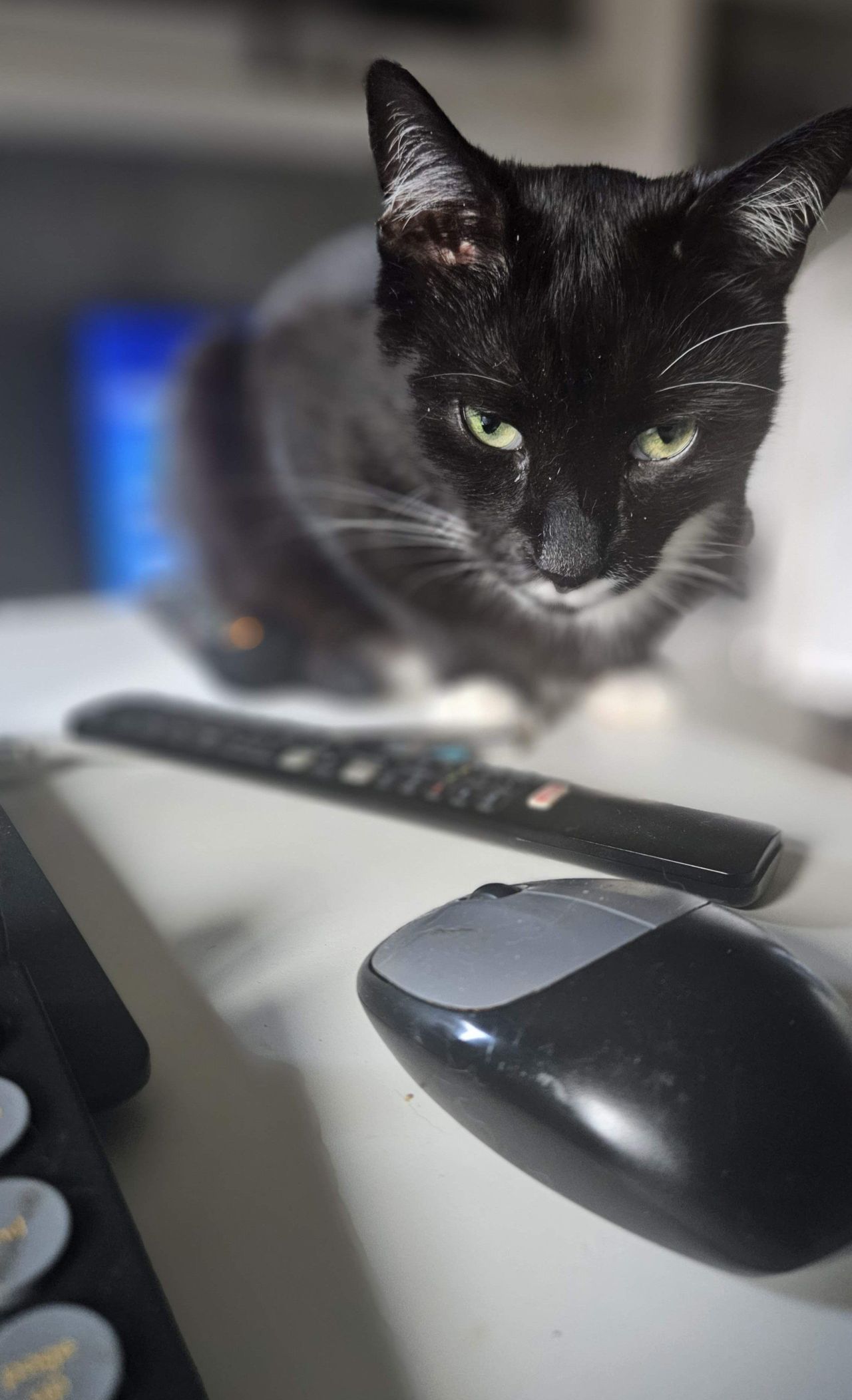 Czarne koty nie przynoszą pecha! To jeden wielki kłębek szczęścia