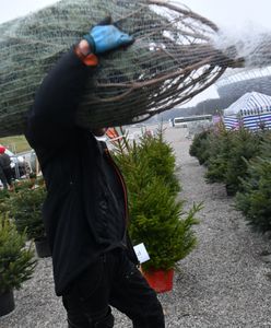 Lasy Państwowe. W 2025 roku ceny choinek niższe