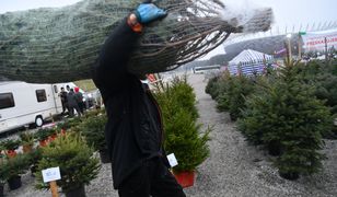 Lasy Państwowe. W 2025 roku ceny choinek niższe