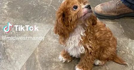 Właściciel oddał za darmo szczenię cavapoo. Powód szokuje