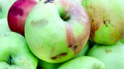 Mikotoksykoza - przyczyny, objawy, profilaktyka