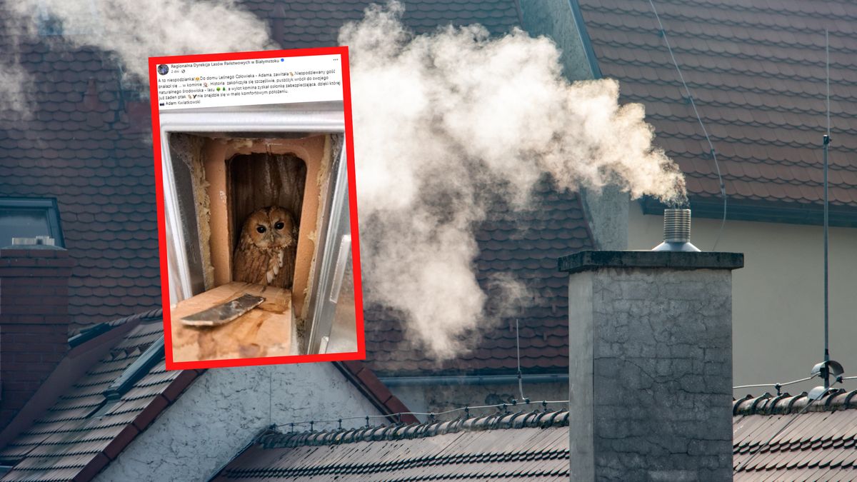 Niespodziewany gość w kominie