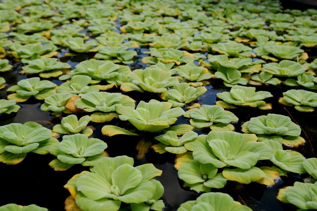 pistia rozetkowa (Pistia stratiotes), czyli sałata wodna 