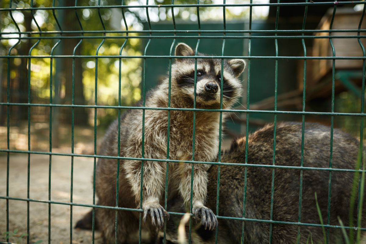 Zwierzęta w zoo w Mikołajewie zagrożone są śmiercią głodową