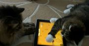 Zwierzę też człowiek i lubi pograć na tablecie. Oto najlepsze gry dla kotów [wideo]