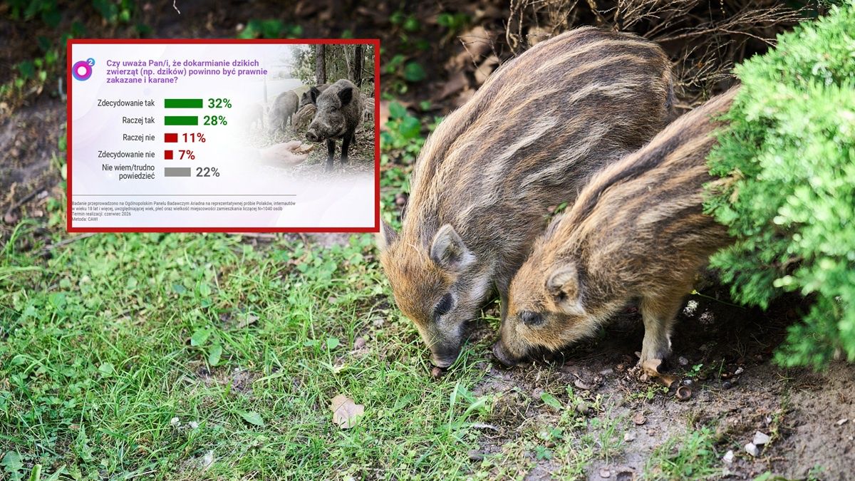 Polacy są za zakazem dokarmiania dzików.