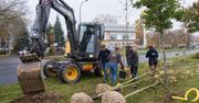 Trwa sadzenie 50. sztuk platana klonolistnego