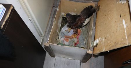 Przerażające odkrycie na posesji w Jaworznie. "Niedopuszczalne warunki"