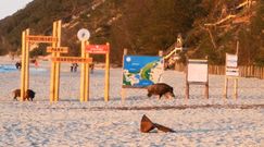 Dziki na plaży. Zaskoczeni turyści nagrali to, co się działo przed nimi