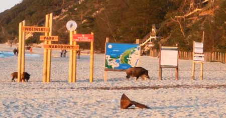 Dziki na plaży. Zaskoczeni turyści nagrali to, co się działo przed nimi