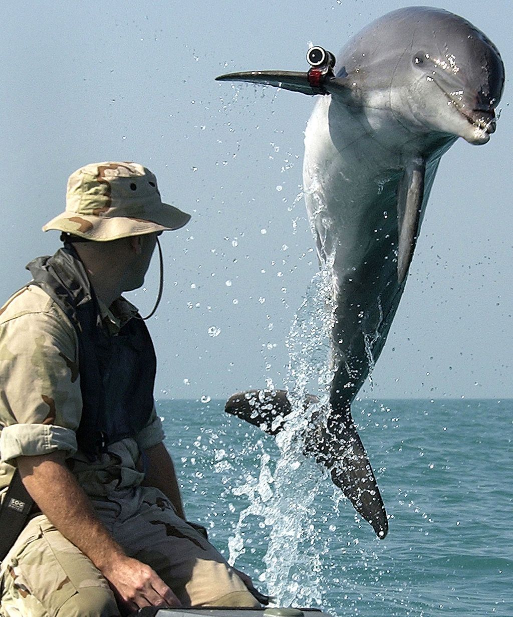 Wojskowy delfin z kamerą