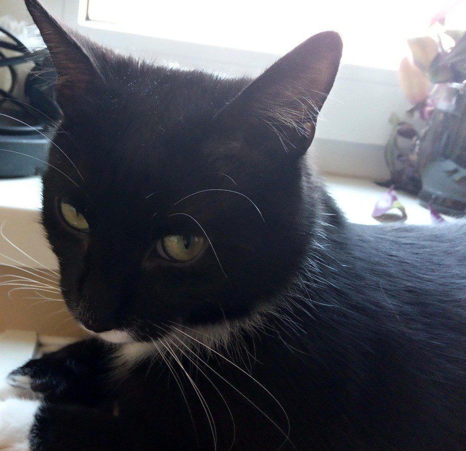 Czy Twoja osobowość może wpływać na… osobowość kota?