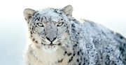 Zmiany na etapie instalacji Snow Leoparda