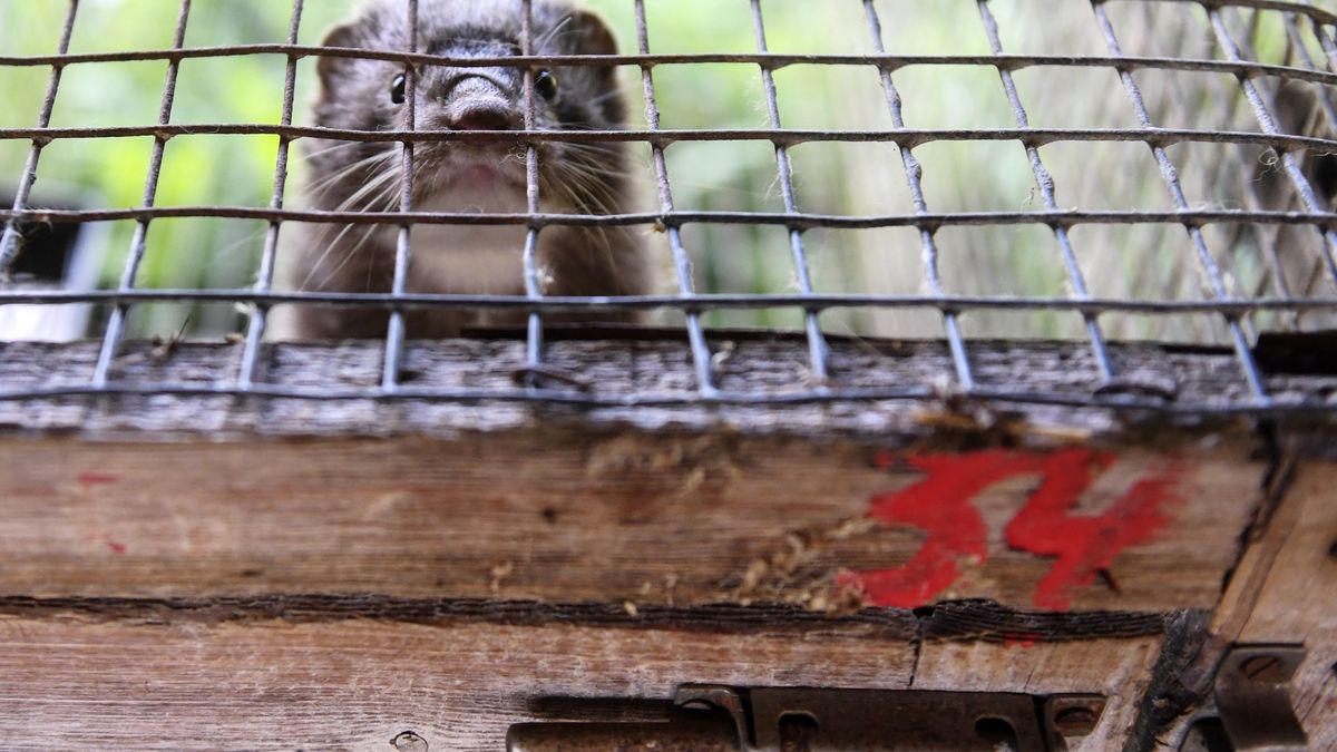 Farmy futrzarskie mogą okazać się jednymi z rozsadników koronawirusa.