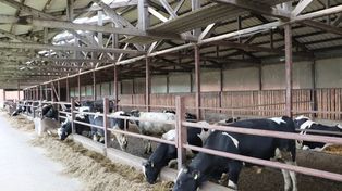 Dobrostan zwierząt: Idea słuszna, praktyka pełna absurdów? Komentarz WIR