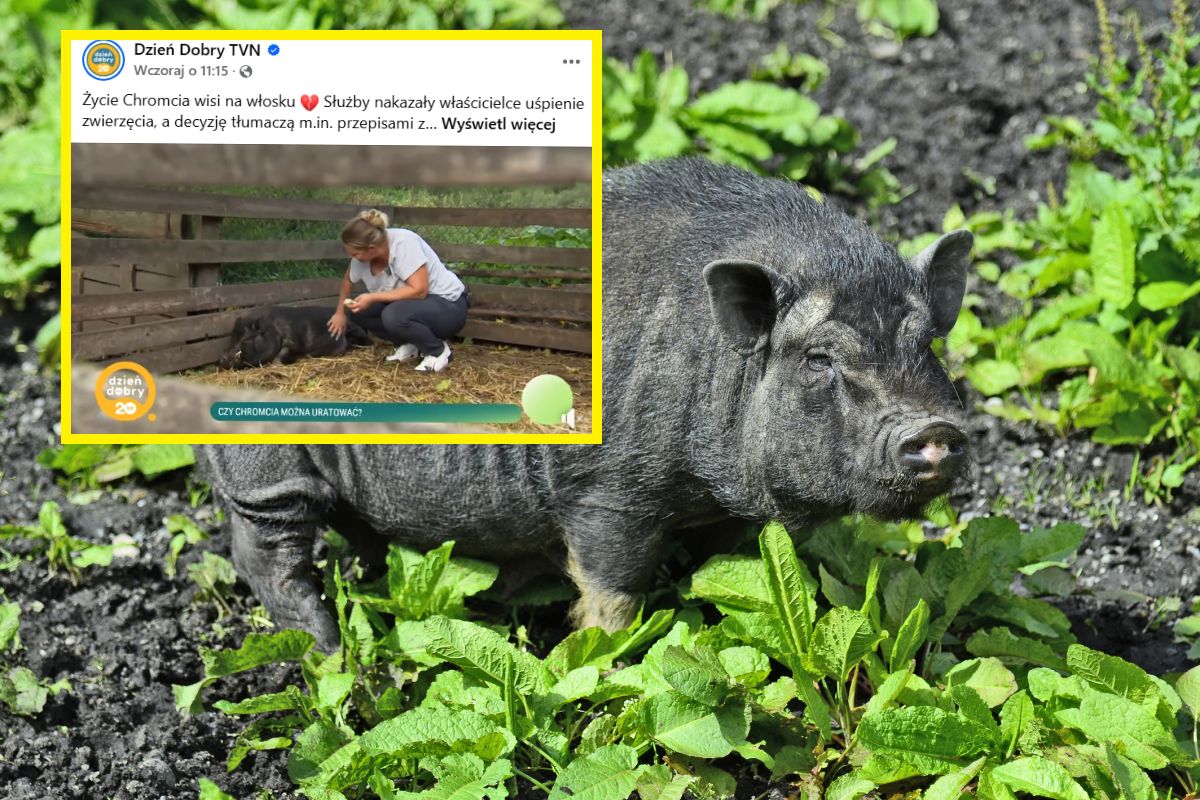 Kazali jej uśpić świnkę Chromcia. "Jest jak nasze dziecko"