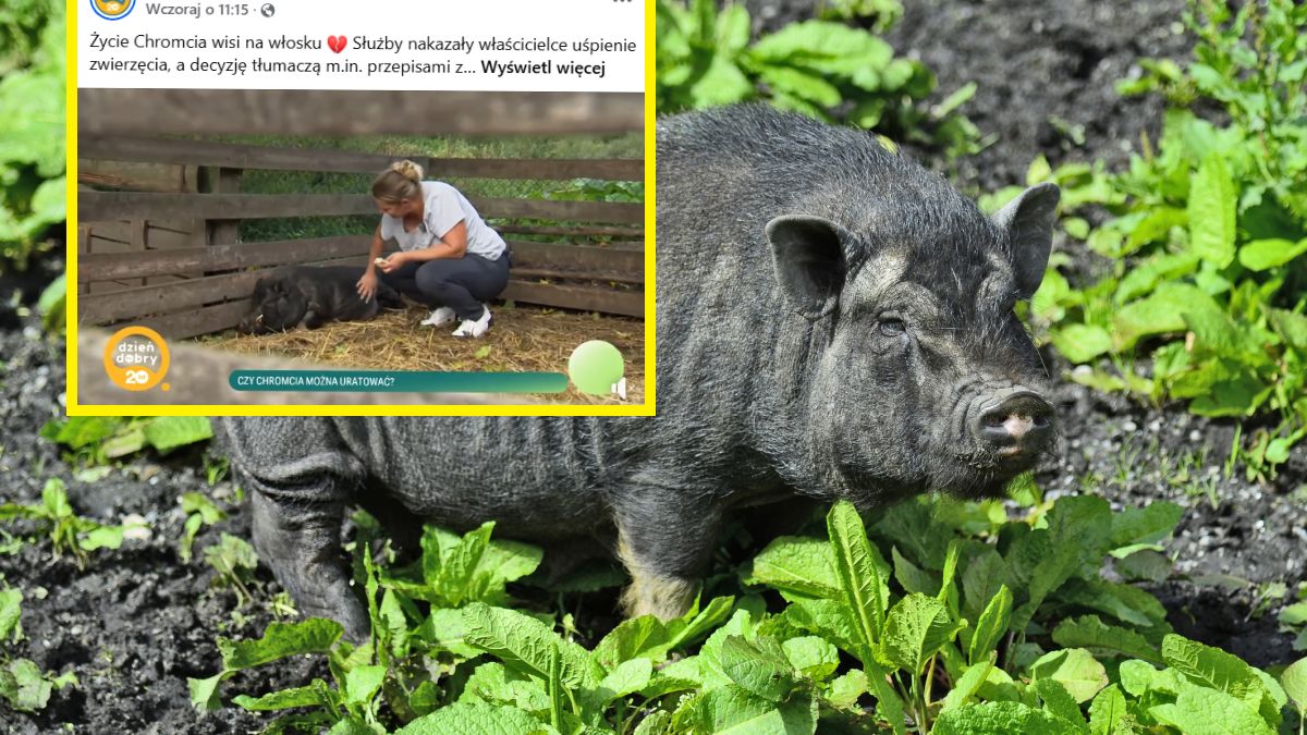Właścicielka walczy o życie Chromcia