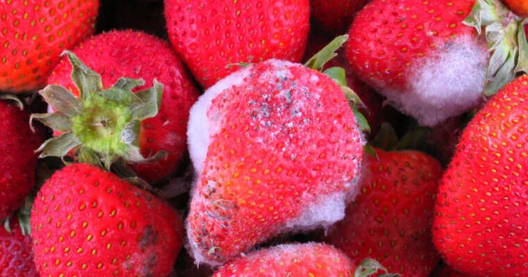 Czy można jeść produkty spożywcze po odkrojeniu pleśni