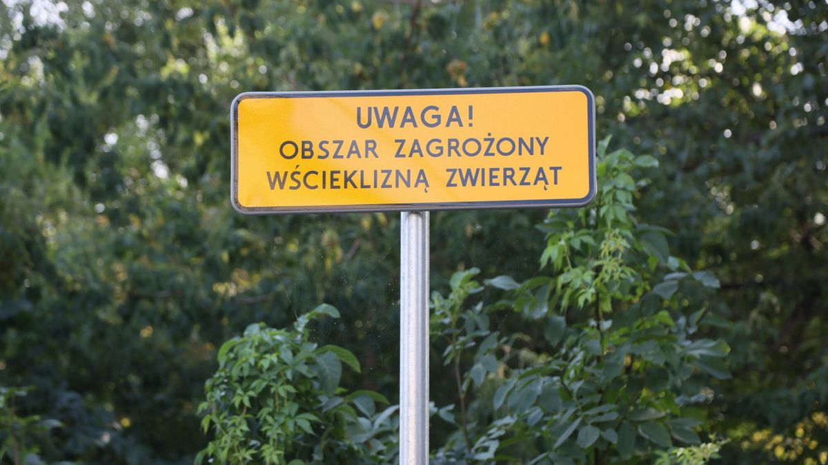 Główny Lekarz Weterynarii poinformował o wystąpieniu pierwszego w 2023 roku ogniska wścieklizny