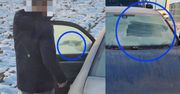 Śląskie: Policja zatrzymuje kierowców jadących "na ślepo" z zamarzniętymi szybami. Sypią się mandaty