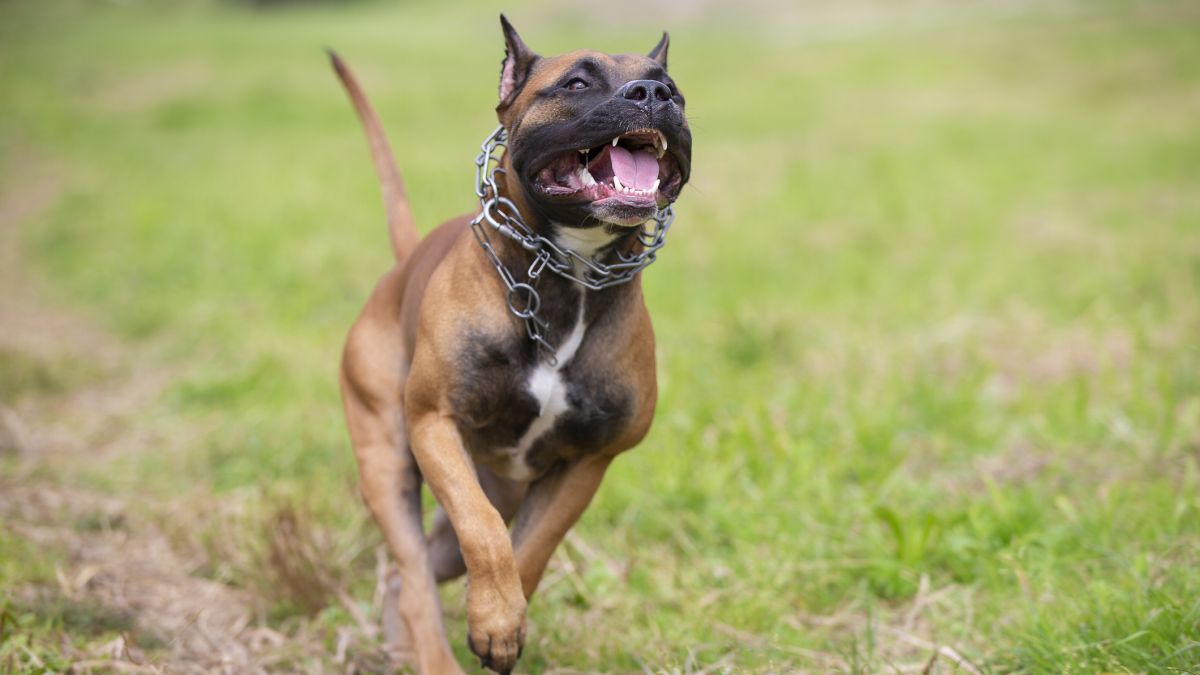 Amstaff rzucił się na chłopca