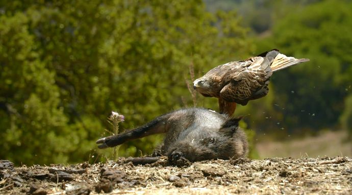 Przyroda w symbiozie