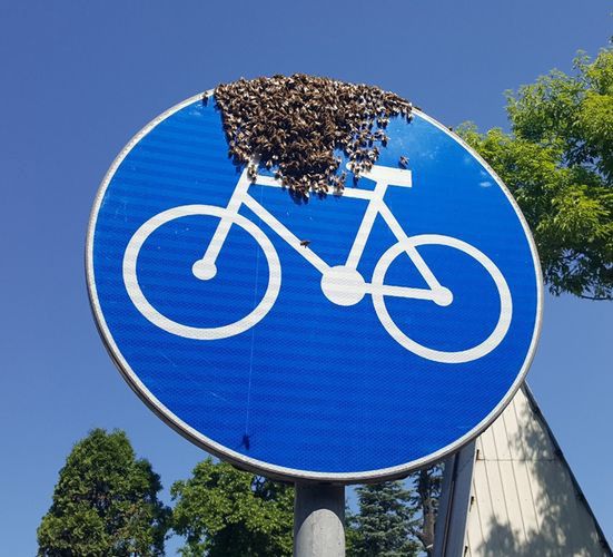 Warszawa. Ciekawe miejsce odpoczynku roku pszczół. Przysiadły na rowerze wymalowanym na znaku drogowym, ustawionym przy ścieżce rowerowej na Żeraniu