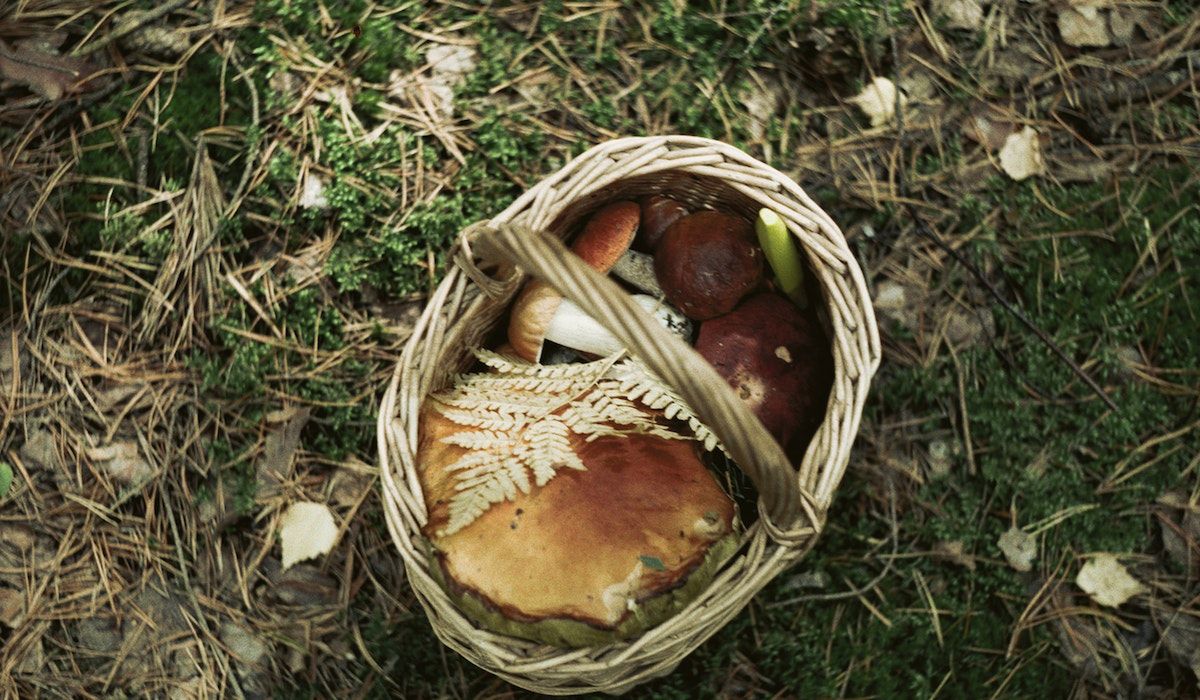 Sezon na grzyby wystartował. Fot. Pexels