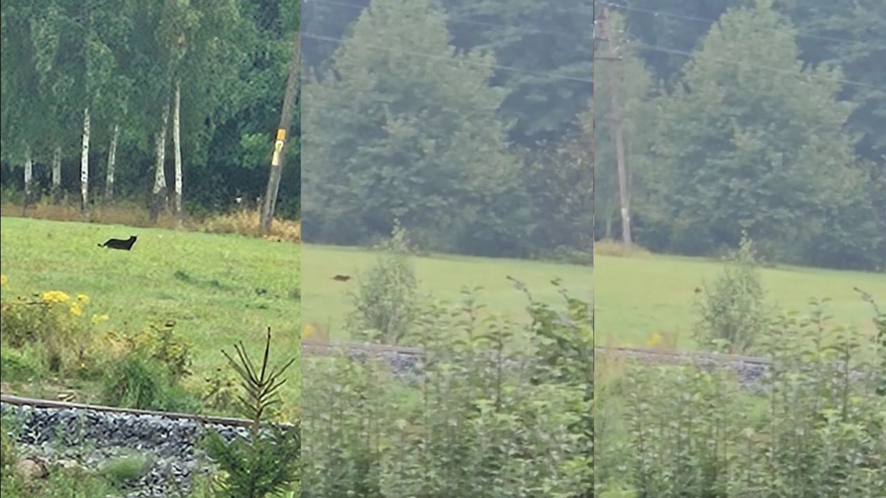 Czy to puma? Wielki kot na Dolnym Śląsku