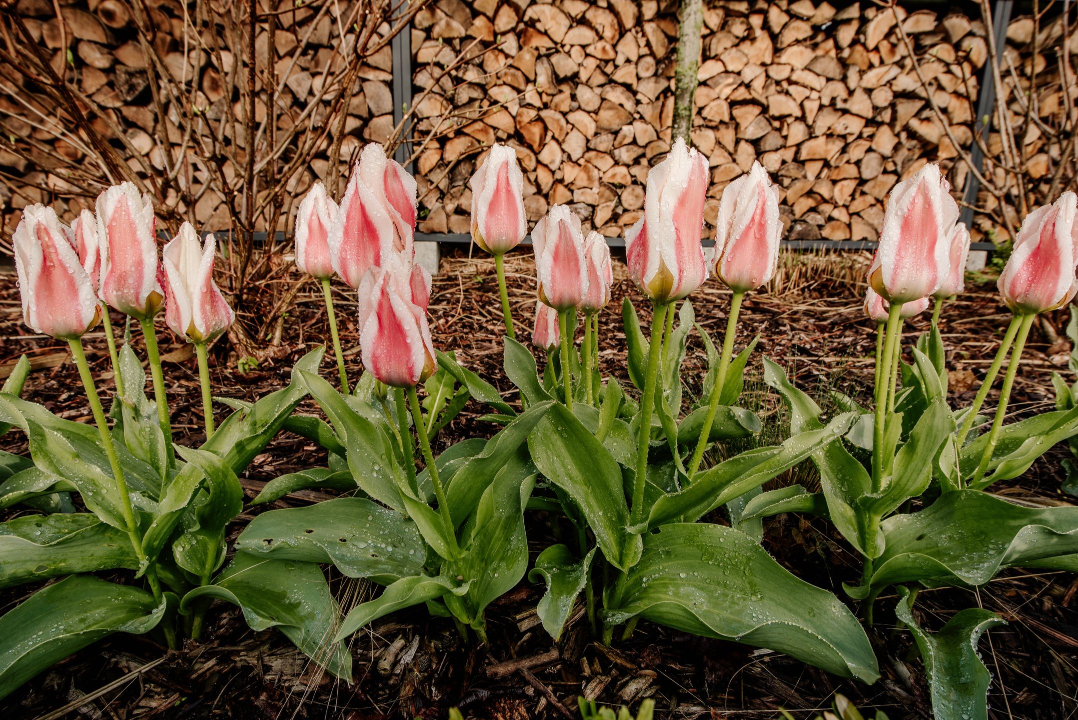 Tulipany