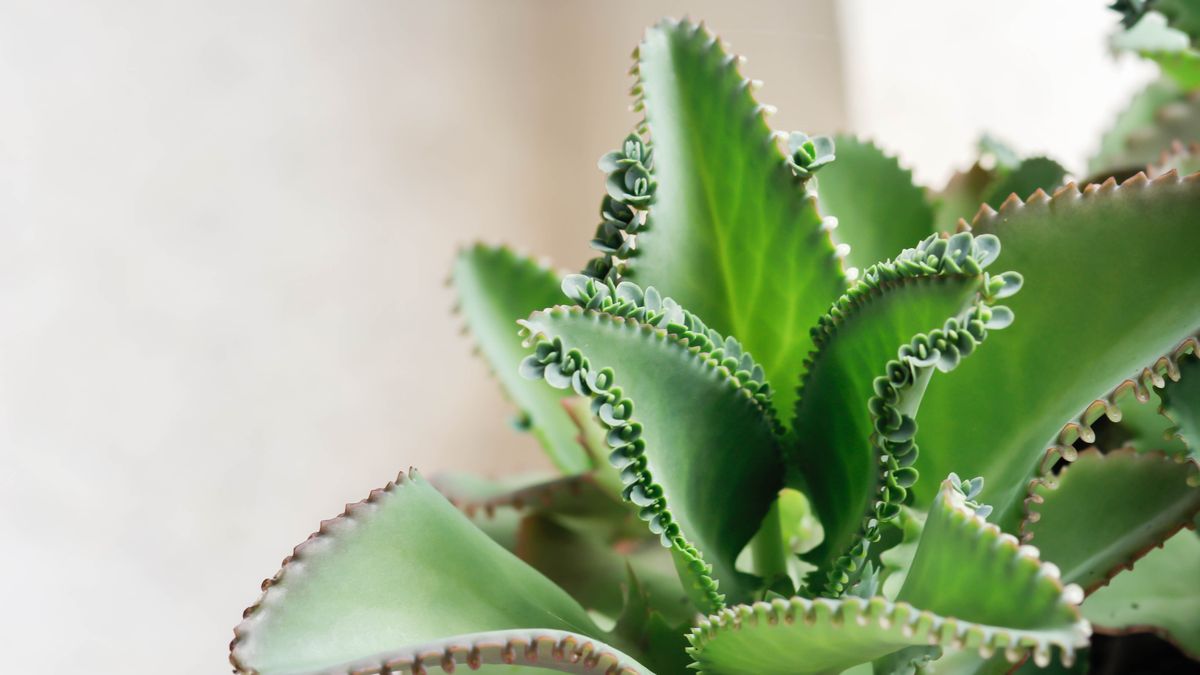 Ta roślina to prawdziwa domowa apteczka