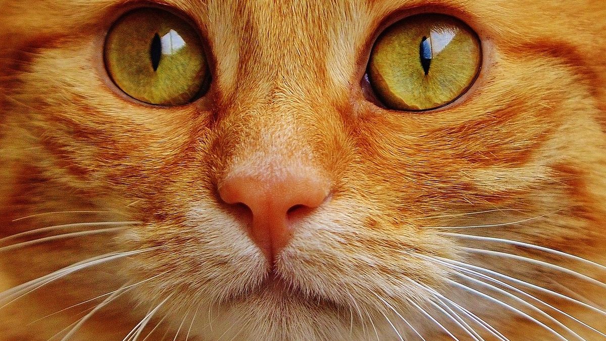 Naukowcy ustalili, że mózgi kotów uległy zmniejszeniu w ciągu ostatnich 10 tys. lat 