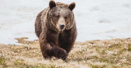 Wybudziła się ze snu zimowego. Po latach w cyrku niedźwiedzica cieszy się wolnością w Alpach