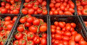 Nagła zmiana ceny pomidorów. Tyle teraz kosztują