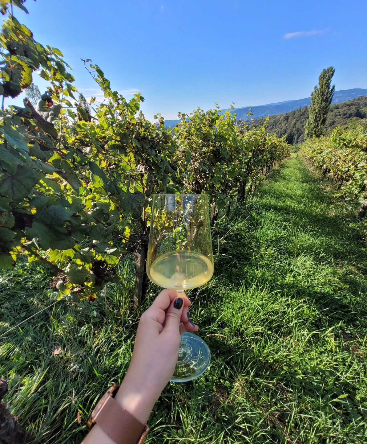 Zwiedzanie winnic w Słowenii to czysta przyjemność