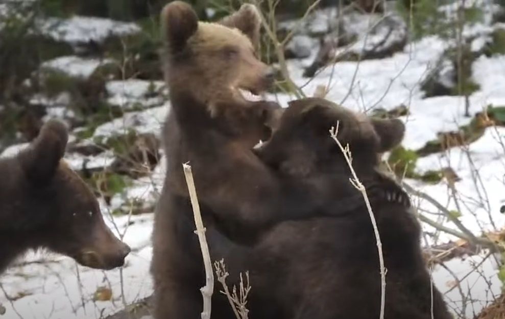 Wiosna tuż tuż? Taki widok w lesie. Aż wyciągnął telefon
