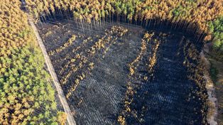 Puszcza Solska po pożarze z lotu ptaka. Przejmujący obraz spalonych lasów i bagien