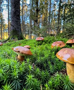 Kiedy na grzyby? Pierwszy wysyp za nami, wkrótce następne