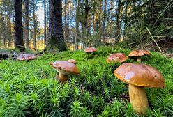 Kiedy na grzyby? Pierwszy wysyp za nami, wkrótce następne