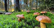 Kiedy na grzyby? Pierwszy wysyp za nami, wkrótce następne