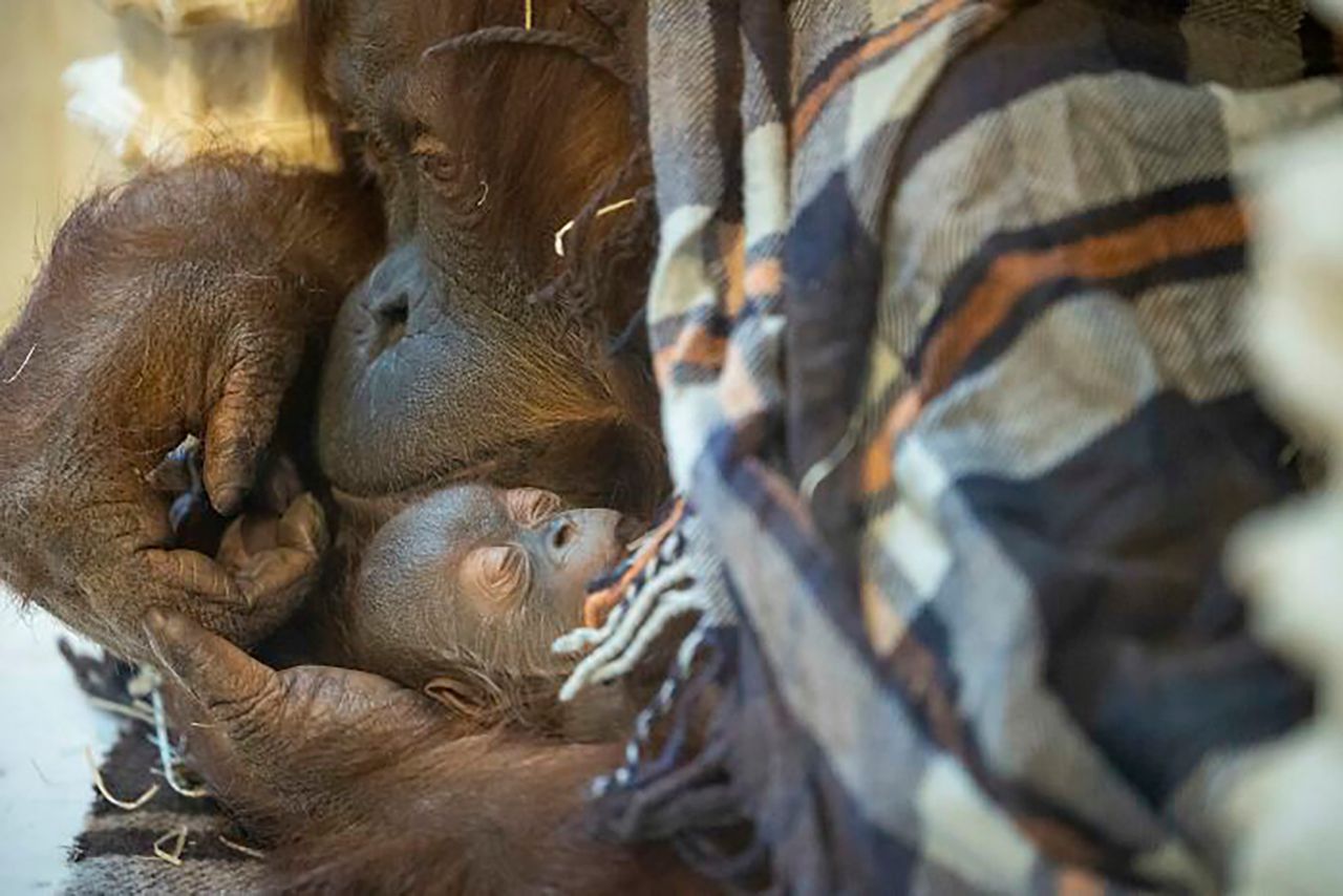 Poruszające zdjęcia małego orangutana i jego matki pokazują moc rodzicielstwa