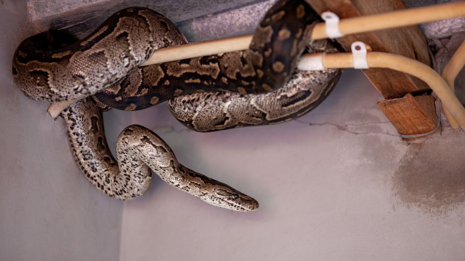Python snake hiding in the housePython snake hiding in the house behind the electric wirespoco_bwconservation, scaly, outdoor, colorful, reptilian, beautiful, catch, creature, wild, african, python, giant, dangerous, white, exotic, up, hunting, close, wildlife, natural, predator, black, scary, home, roof, electric, wiring