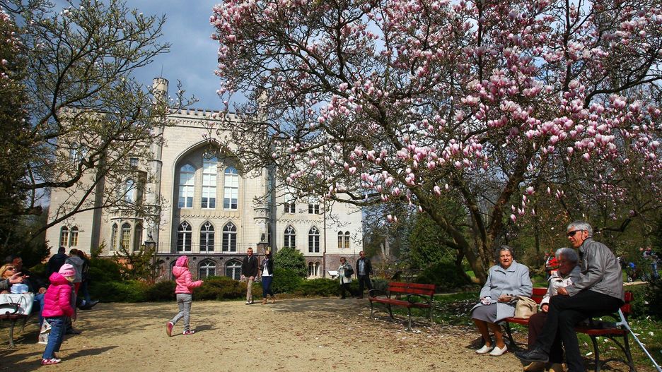 Magnolie kwitnące w Kórniku